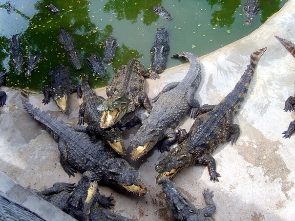 Таиланд, крокодиловая ферма